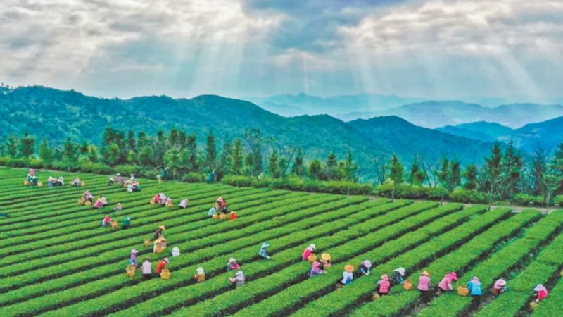学校食堂农产品配送合同范本：规范流程与关键要素