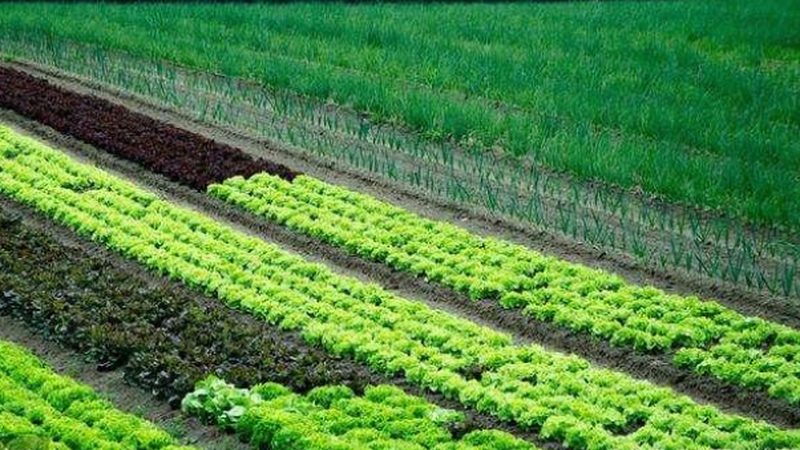 农业种植基地承包：优与劣的深层解析**