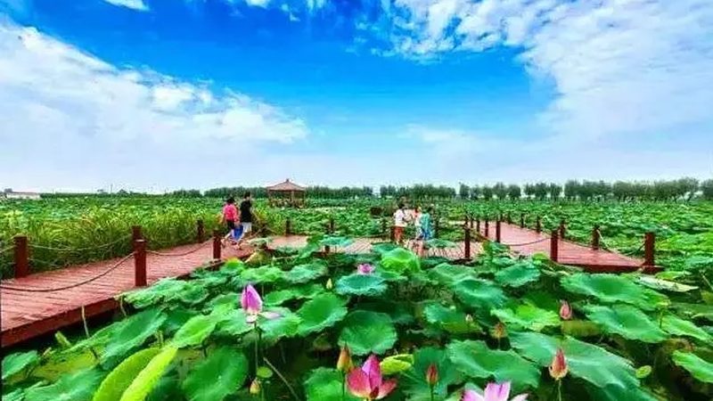 农业合作社加盟：揭秘流程与关键步骤**