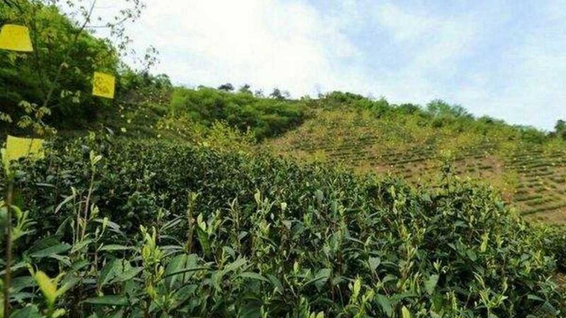 农业产业园规划标准：打造高效生态农业的蓝图