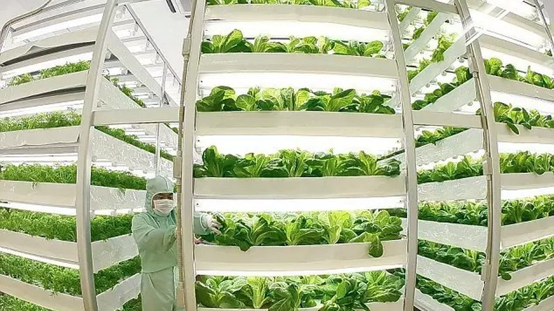大棚蔬菜病虫害具有以下特点：