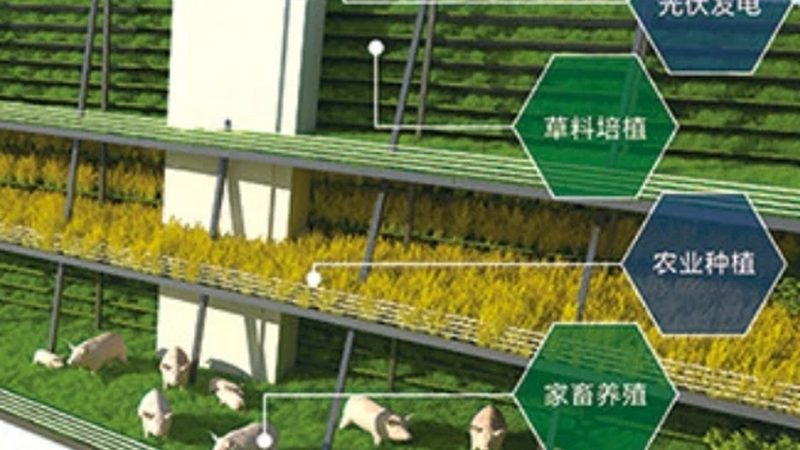猕猴桃修剪：视频教学大全，掌握高效修剪技巧